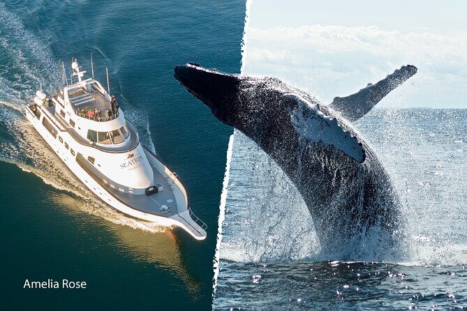 Whale Watching Cruise on a Yacht in Reykjavik - Boat comfort: what to expect from a yacht designed for whale watching