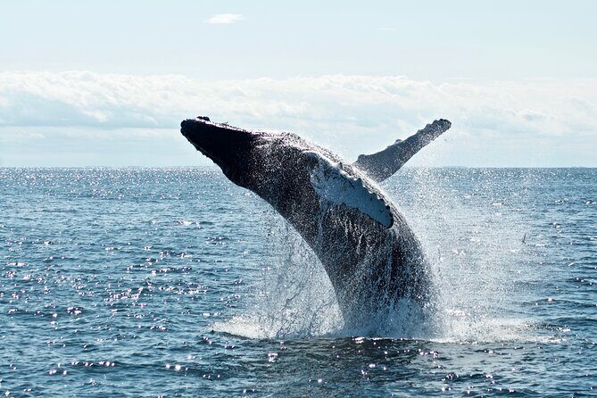 Whale Watching Cruise on a Yacht in Reykjavik - Getting value from $102: what you pay for beyond the ticket