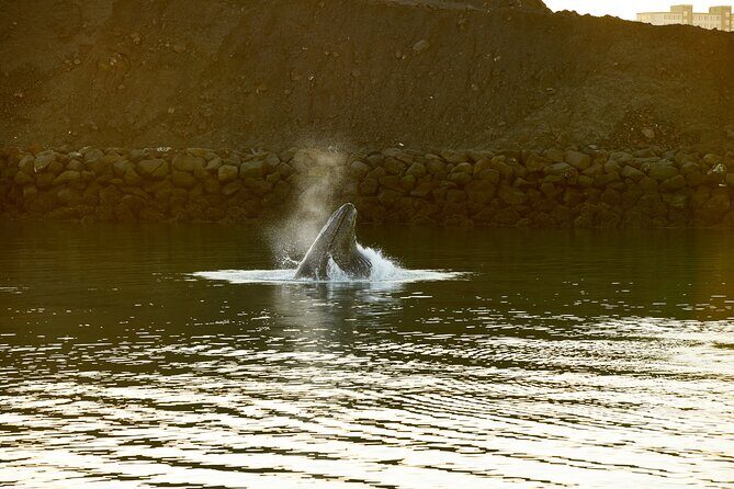 Whale Watching Cruise on a Yacht in Reykjavik - Timing tips: when to arrive, and how to handle real-world departures