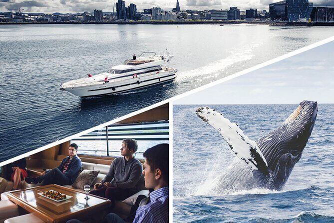 Whale Watching & Dolphin Yacht Cruise - Harpa or Amelia Rose: deck space, warmth, and viewing angles that matter