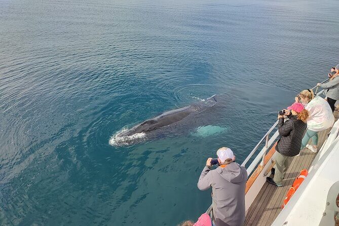 Whale Watching & Dolphin Yacht Cruise - Guide commentary: why it can be brilliant (and when it might feel thin)