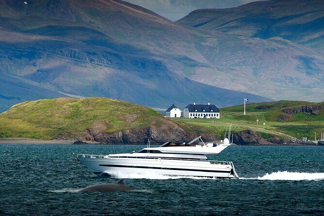 Whale Watching & Dolphin Yacht Cruise - Wi‑Fi live photos and onboard extras: small details that save your day