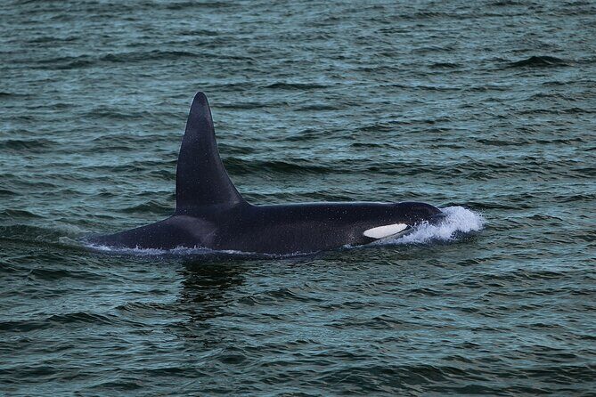 Whale Watching & Dolphin Yacht Cruise - Seasickness, rough water, and cold-weather prep you can’t skip
