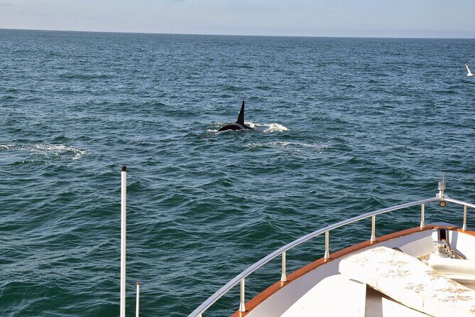Whale Watching & Dolphin Yacht Cruise - Price and value at $108.61: what you’re really paying for