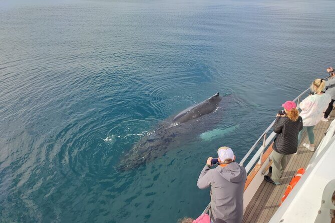 Whale Watching & Dolphin Yacht Cruise - Who this cruise fits best (and who should adjust expectations)