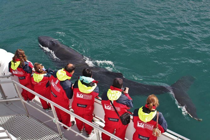 Whale Watching from Downtown Akureyri - Key points to know before you go