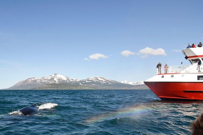 Whale Watching from Downtown Akureyri - Getting to Oddeyrarbót 2: the easy part
