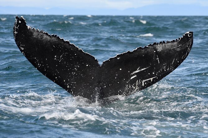 Whale Watching from Downtown Akureyri - Photos, Wi‑Fi, and onboard extras you’ll care about