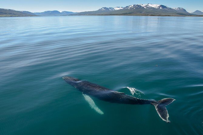 Whale Watching from the Heart of Akureyri - Akureyri’s Eyjafjörður Fjord: The Real Wildlife “Spot”
