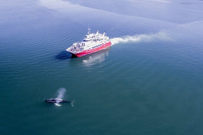 Whale Watching from the Heart of Akureyri - Where You Start: Elding Whale Watching Akureyri (Oddeyrarbót 2)