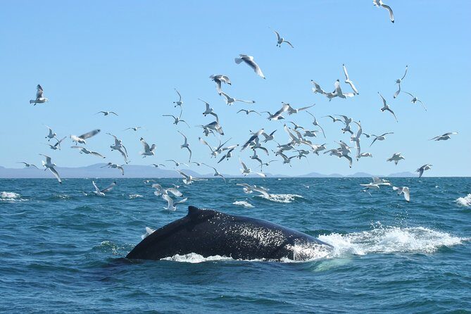 Whale Watching from the Heart of Akureyri - Your 3-Hour Plan on the Water: What the Time Actually Feels Like