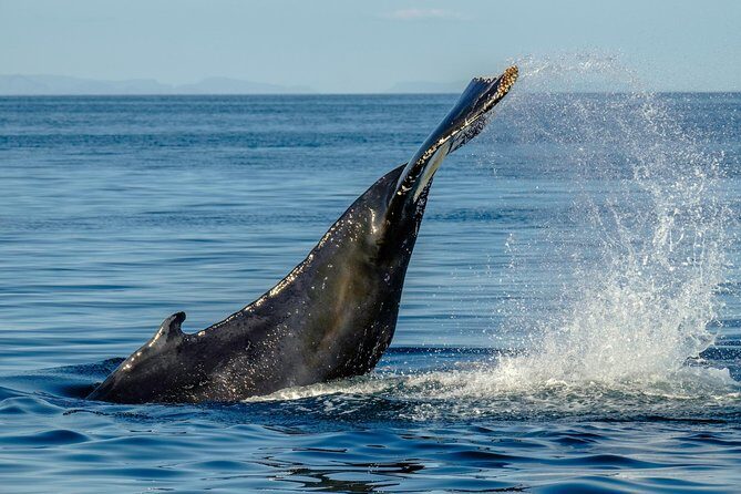 Whale Watching from the Heart of Akureyri - Whales You Can Hope For: Humpbacks, Minke Whales, and Dolphins