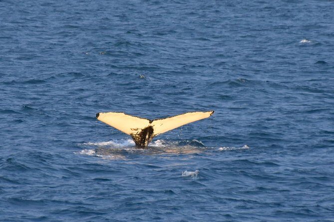 Whale Watching from the Heart of Akureyri - Why the Naturalist Commentary Changes the Trip