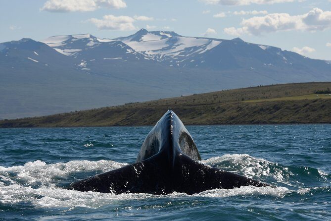 Whale Watching from the Heart of Akureyri - Comfort vs. Cold: How to Dress for a Deck View