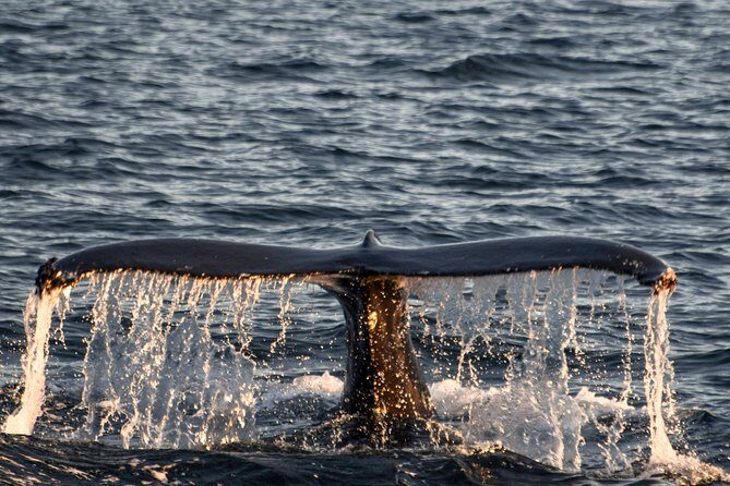 Whale Watching from the Heart of Akureyri - Price and Value: $112.05 and What You’re Really Paying For