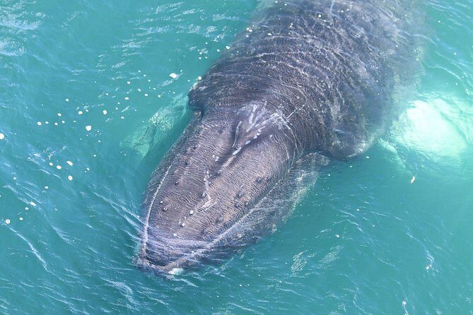 Whale Watching from the Heart of Akureyri - Group Size and the Feel of the Experience