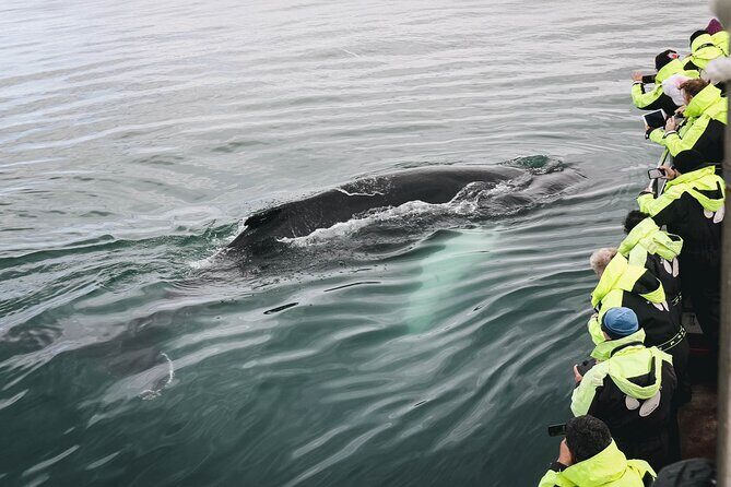 Whale Watching in Husavik - Skjálfandi Bay in Húsavík: why this area works