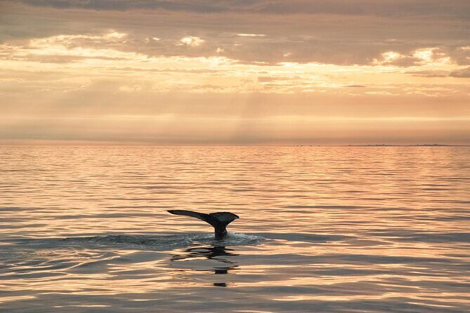 Whale Watching in Husavik - What you’re actually trying to spot in Skjálfandi Bay