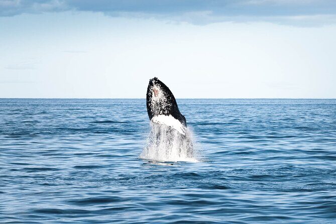 Whale Watching in Husavik - Price reality check: is $113 good value here?