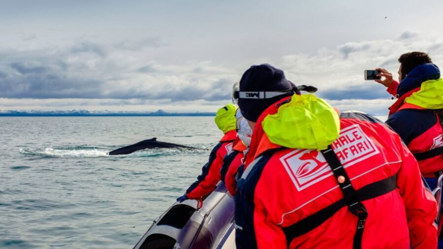 Whale Watching in Reykjavik by Speedboat - Quick Hits on the Speedboat Whale Watch