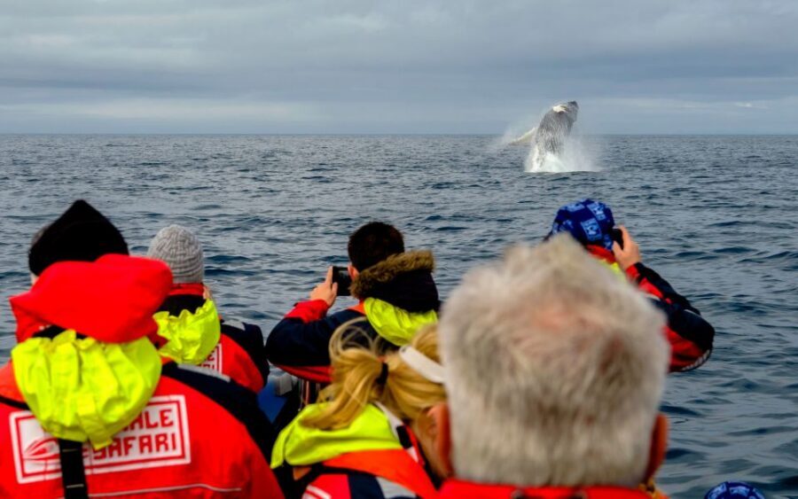 Whale Watching in Reykjavik by Speedboat - Price and Value: Is $200 Really Fair?