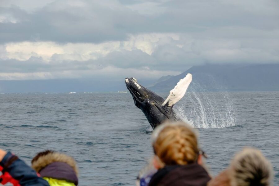 Whale Watching in Reykjavik by Speedboat - Comfort, Safety, and Who Should Skip This