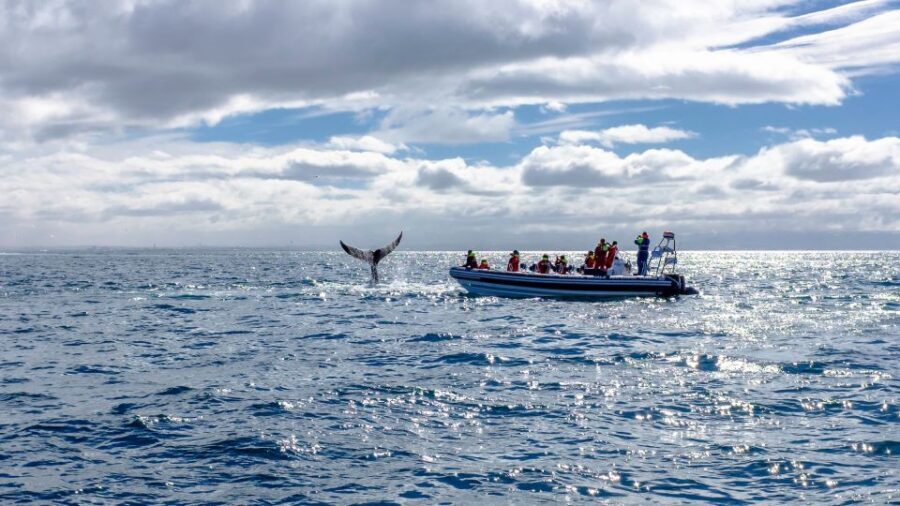 Whale Watching in Reykjavik by Speedboat - Seats, Timing, and a Smart Tip for Better Views