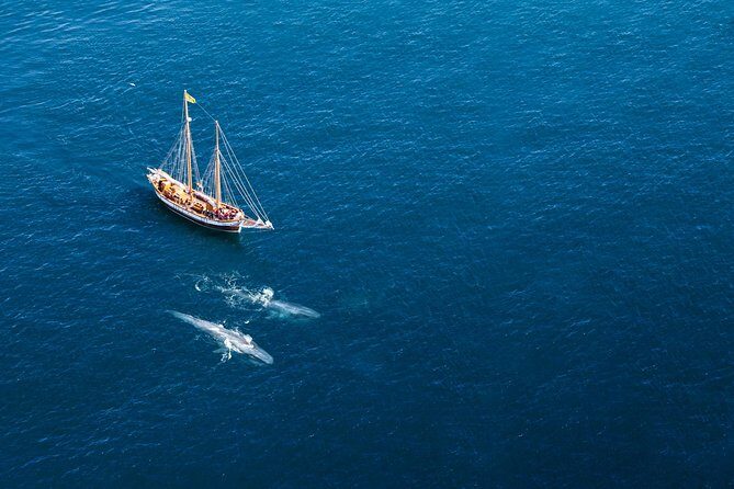Whale Watching on a Traditional Oak Sailing Ship from Husavik - Traditional Oak Sails: Why This Whale Watch Feels More Icelandic