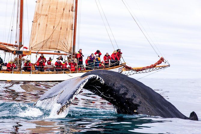 Whale Watching on a Traditional Oak Sailing Ship from Husavik - Meeting the Crew: Hoisting Sails Aboard Haukur, Ópal, or Hildur