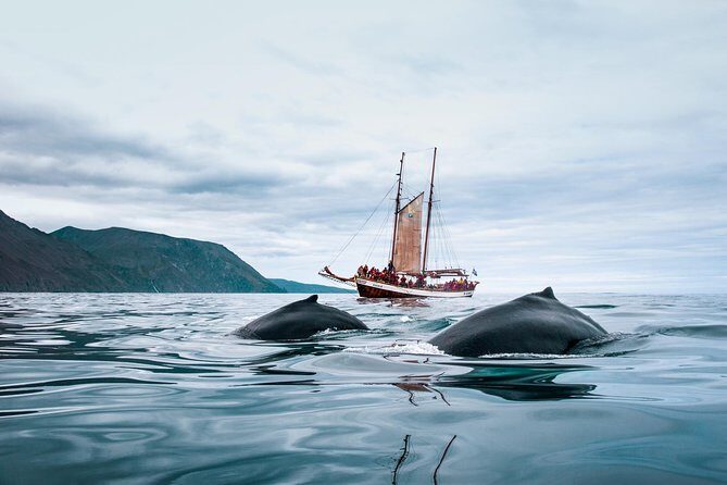 Whale Watching on a Traditional Oak Sailing Ship from Husavik - Staying Warm and Keeping Your Stomach Happy