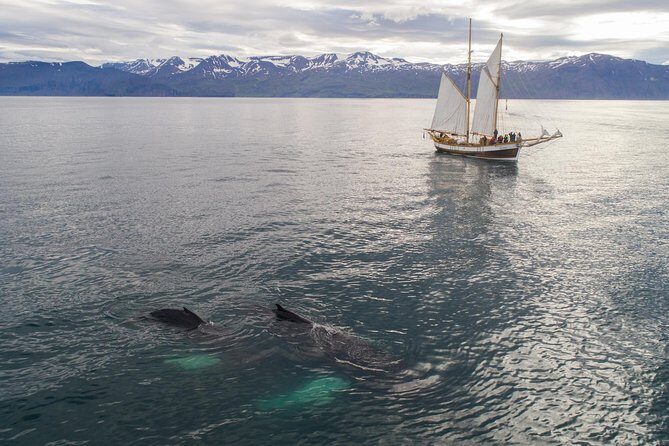 Whale Watching on a Traditional Oak Sailing Ship from Husavik - Deck Time, Side Access, and Getting a Good View