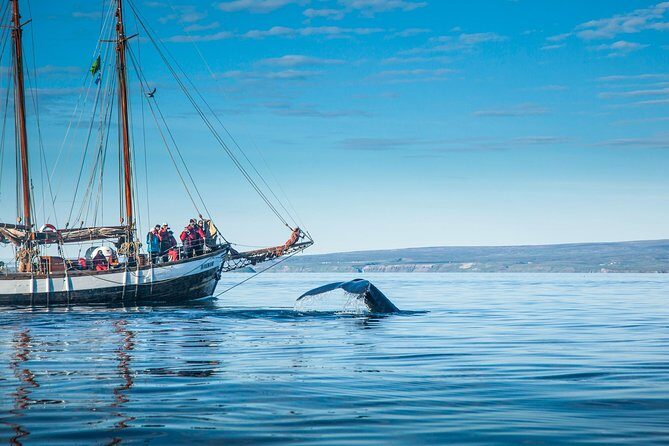 Whale Watching on a Traditional Oak Sailing Ship from Husavik - Snacks on the Return: Cinnamon Buns and Hot Chocolate