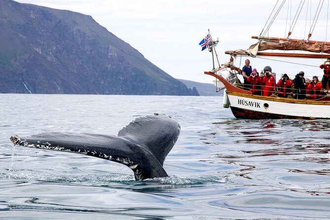 Whale Watching on a Traditional Oak Sailing Ship from Husavik - Price and Value: What About $106 Really Includes