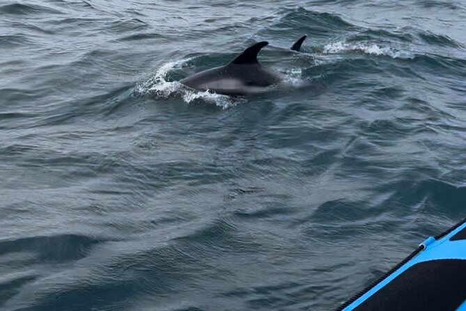Whale Watching - RIB Boat Adventure in Kopavogur, Iceland - Practical tips so you feel comfortable on a fast open-boat ride