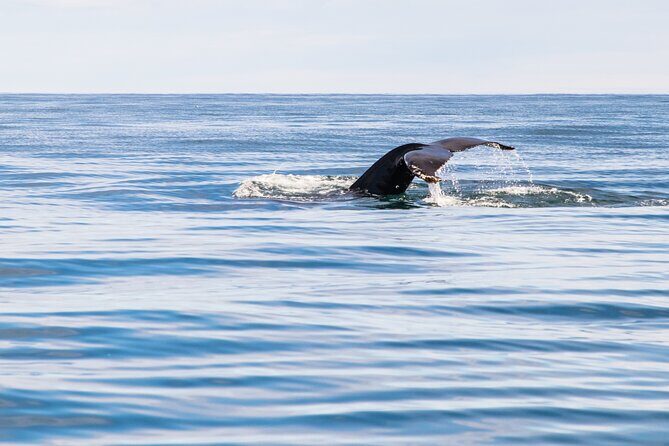Whale Watching Tour from Akureyri City Central - Whale-spotting comfort: boat layout, viewing, and where to stand