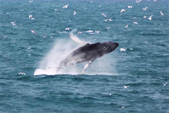 Whale Watching Tour with Professional Guide from Reykjavik - Key things to know before you go
