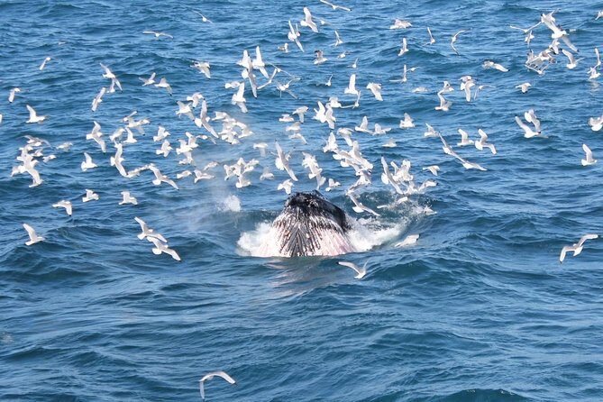 Whale Watching Tour with Professional Guide from Reykjavik - Reykjavik’s Old Harbour to Faxaflói Bay: what you’re really signing up for