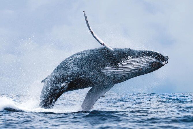 Whale Watching Tour with Professional Guide from Reykjavik - Your whale odds: humpbacks, minkes, dolphins, and the “Banana” moment