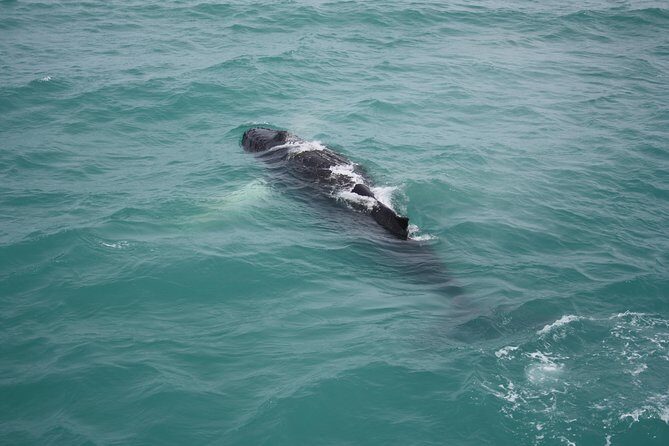 Whale Watching Tour with Professional Guide from Reykjavik - How professional guides keep you learning (and laughing) at sea