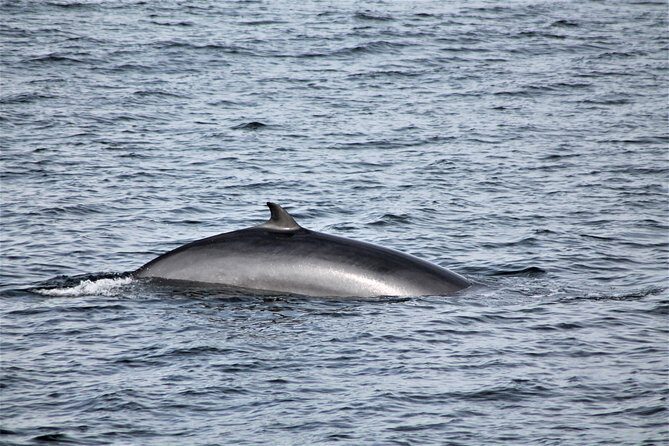 Whale Watching Tour with Professional Guide from Reykjavik - Onboard perks that actually help: Wi‑Fi, hot drinks, and seasickness tablets