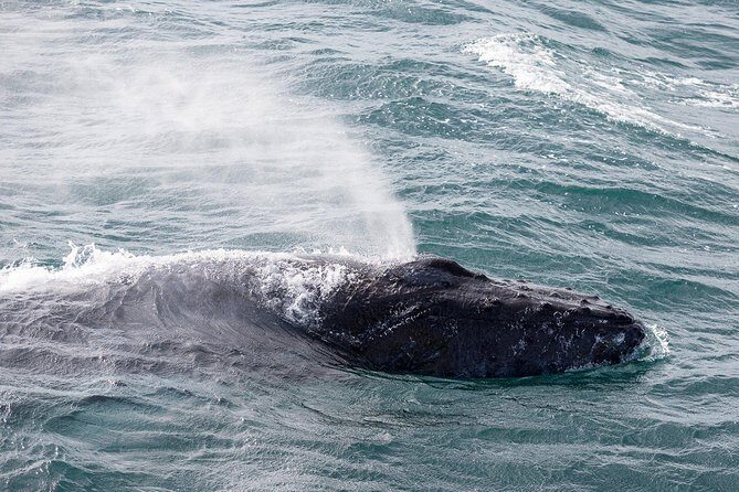 Whale Watching Tour with Professional Guide from Reykjavik - Price and value of $97: what you’re paying for beyond the whales