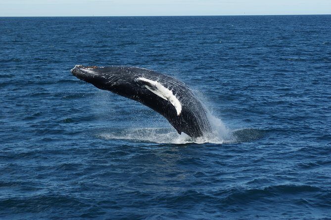 Whale Watching Tour with Professional Guide from Reykjavik - Who should book this Reykjavik whale watching tour