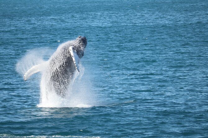 Whale Wonders Morning Expedition from Reykjavík - Whale Wonders from Reykjavík: what a 9:00 am start really means