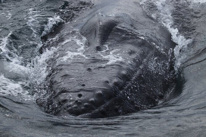 Whale Wonders Morning Expedition from Reykjavík - Heated cabins and flotation overalls: comfort you’ll actually use