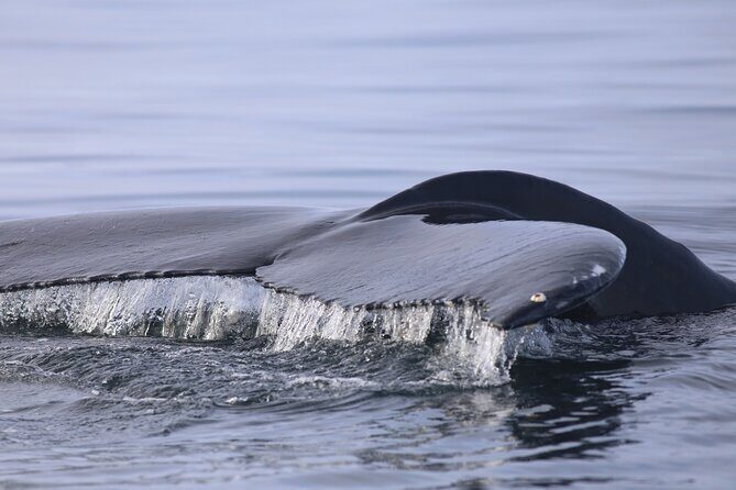 Whale Wonders Morning Expedition from Reykjavík - No-sighting days and the complimentary return trip