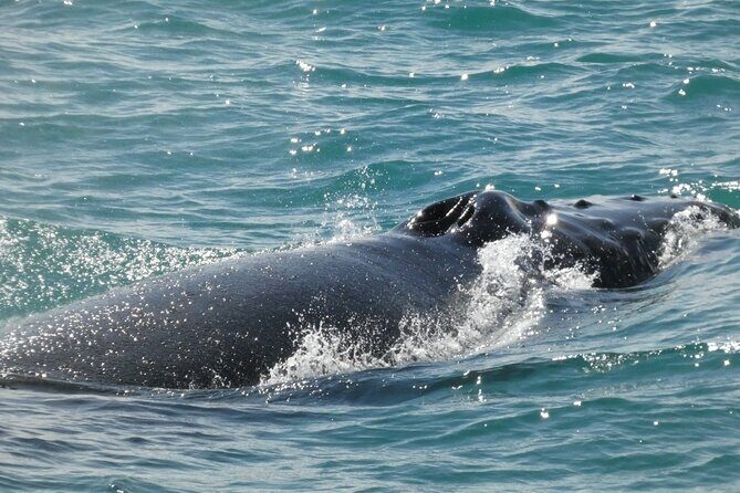 Whale Wonders Morning Expedition from Reykjavík - Deck viewing reality: making sightlines work for you