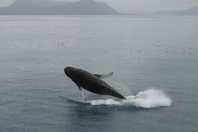 Whale Wonders Morning Expedition from Reykjavík - Bar on board and what to buy: keeping your energy up