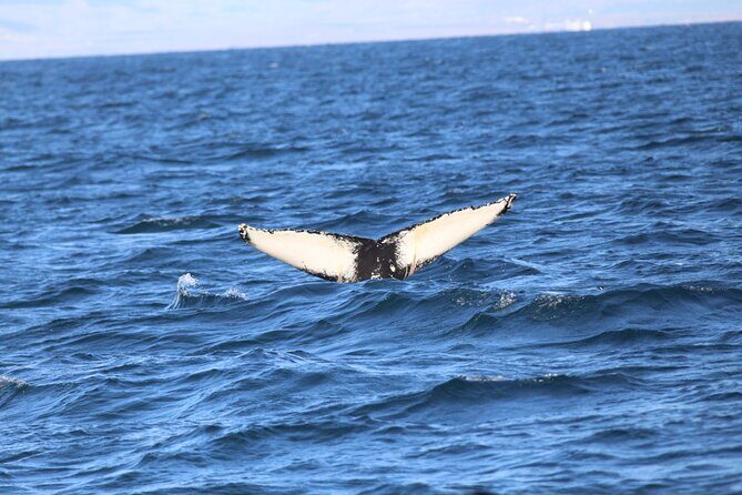 Whale Wonders Morning Expedition from Reykjavík - Who this whale cruise suits best (and who might want a backup plan)
