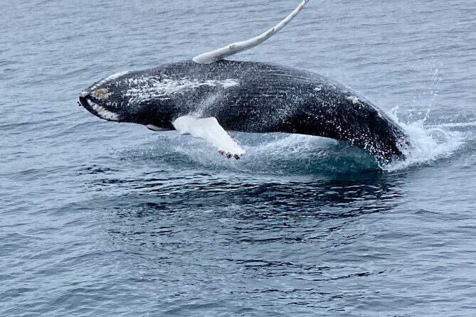 Whale Wonders Morning Expedition from Reykjavík - Faxafloi Bay spotting: where the cruise is trying to work its magic