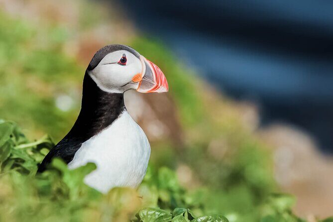 Whales and Puffins Tour from Husavik - Key points worth your attention